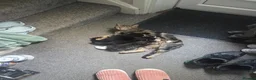 Mixed Breed cats for sale: 2 Gorgeous Kittens - Advert 9