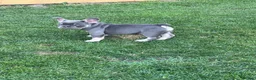 French Bulldog dogs for sale: 🩷READY NOW.. Gorgeous litter of Frenchies🩷  - Advert 13