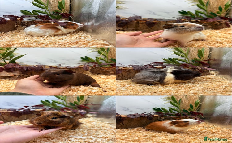 Guinea Pig rodents - Advert 4