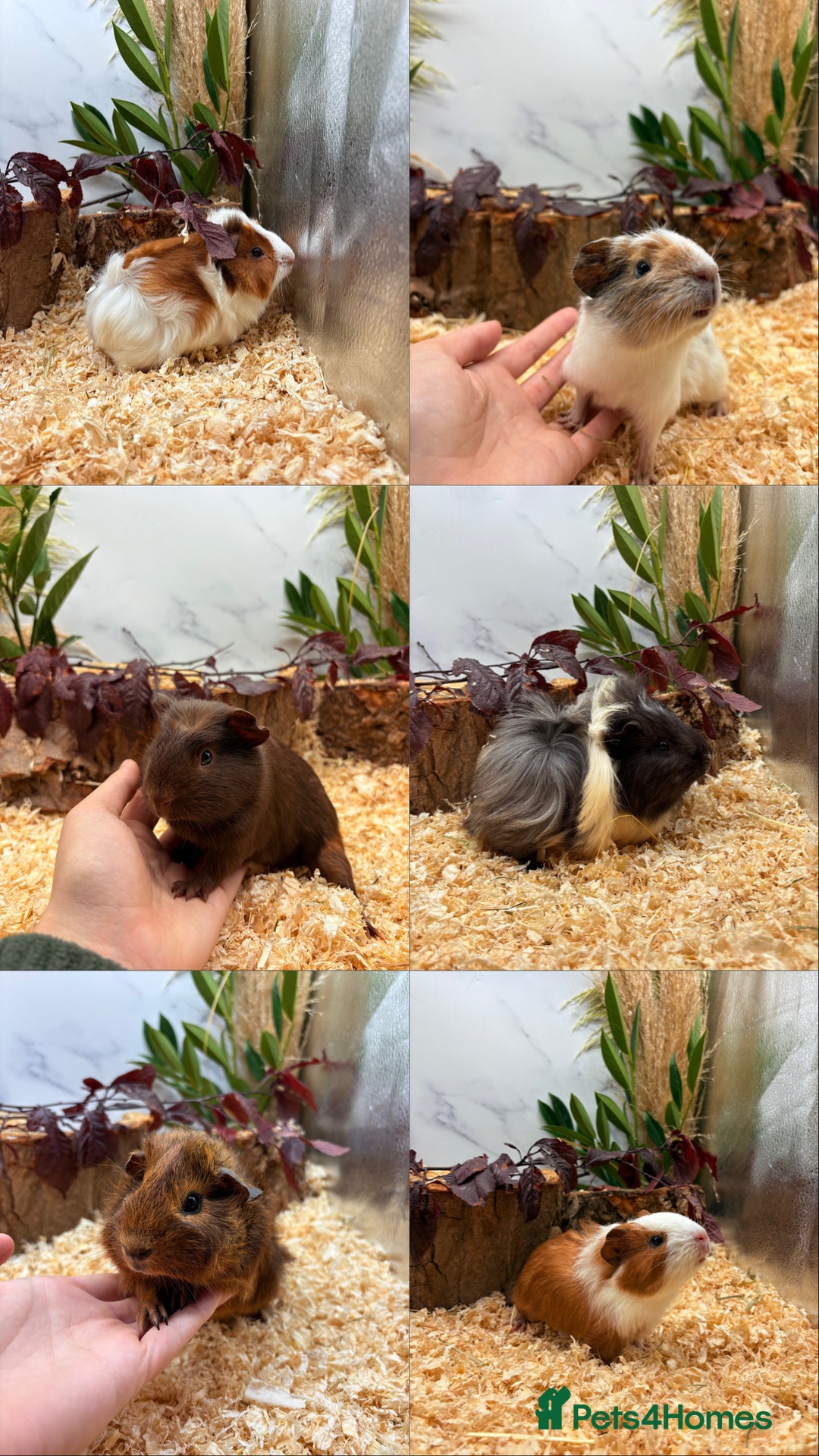 Guinea Pig rodents for sale: ✨Lots of Baby boy Guinea Pigs ✨🐹🩵 - Image 1