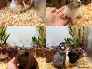 Guinea Pig rodents - Advert 30