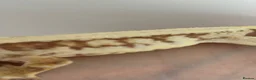 Gecko reptiles for sale: Lily white male crested gecko - Advert 3