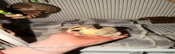 Sugar Glider rodents for sale: 4 Sugar gliders with 2 cages and accessories - Advert 3