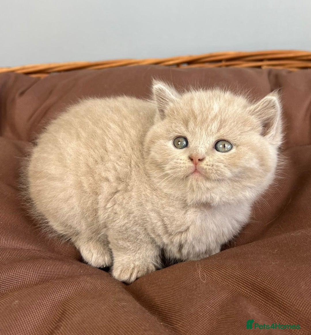 British Shorthair cats for sale: 5 Star - BSH Litter (Two Cinnamon, Fawn & Lilac) - Image 14
