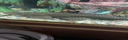 Plecos fish for sale: Plecs for sale x5 - Advert 5