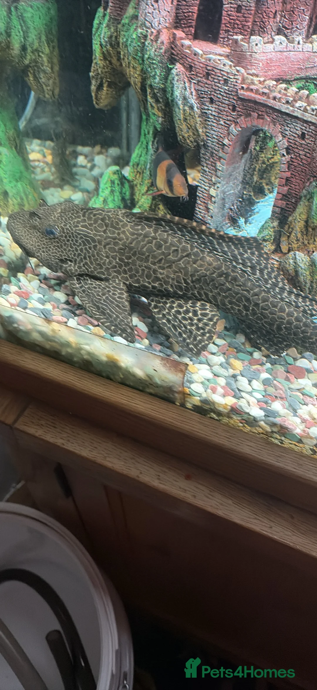 Plecos fish for sale: Plecs for sale x5 - Advert 5