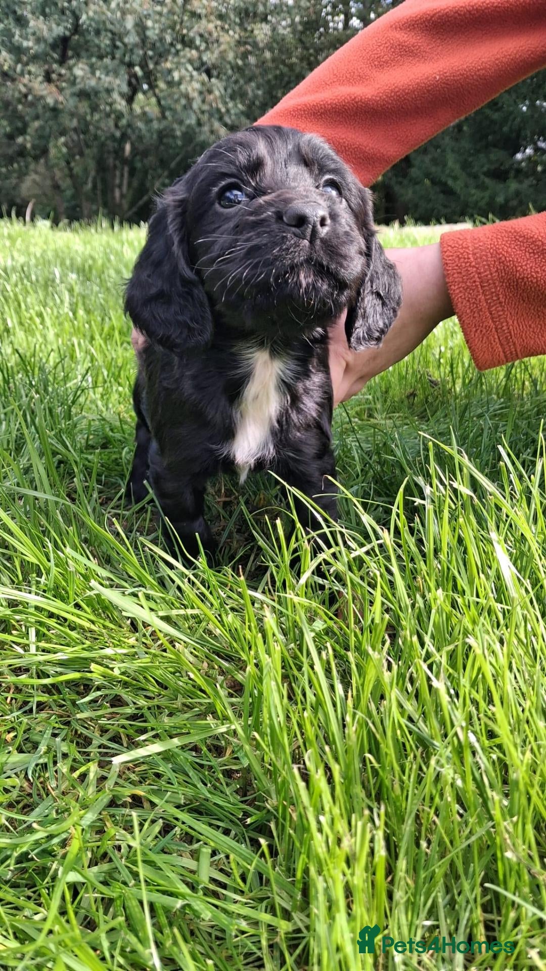 Cocker Spaniel dogs Ftch sired cocker spaniels - Advert 2