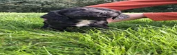 Cocker Spaniel dogs for sale: Ftch sired cocker spaniels - Advert 3