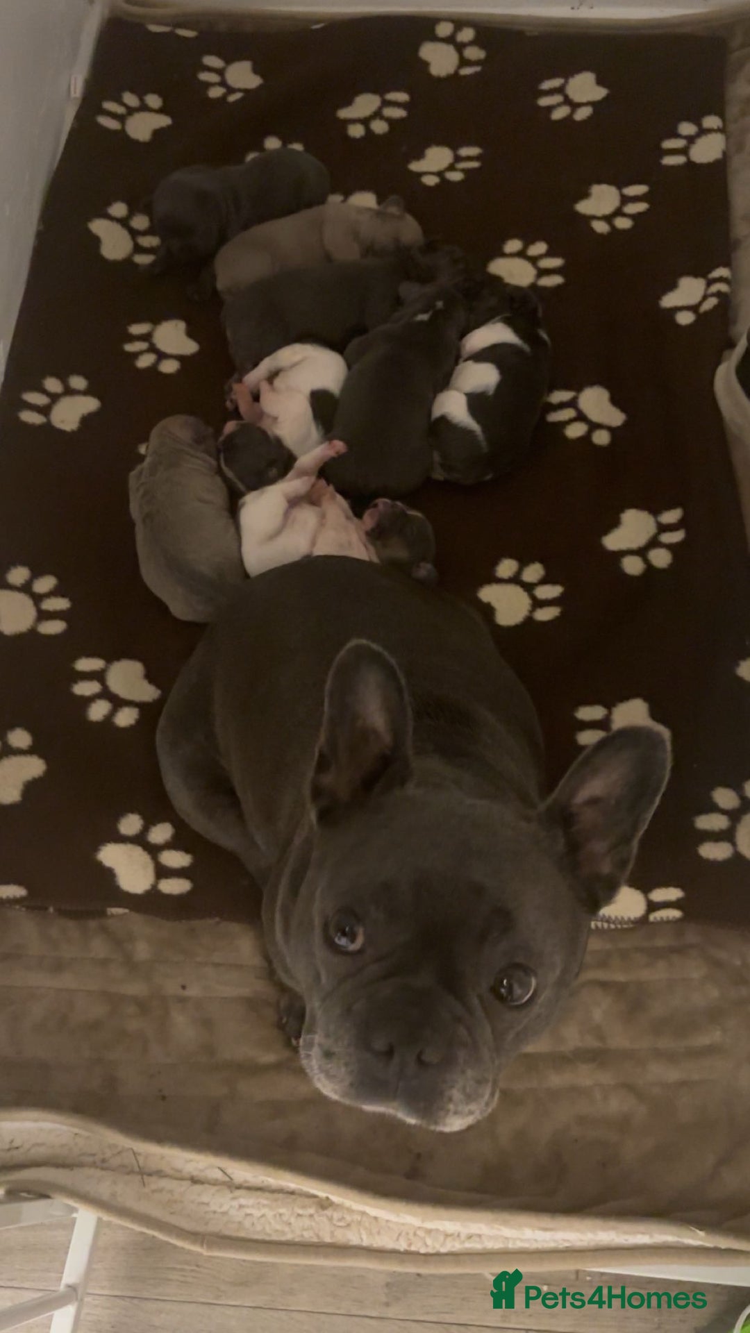 French Bulldog dogs for sale: Litter of French bulldogs  - Advert 1