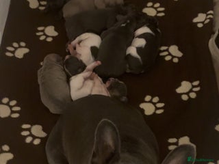 French Bulldog dogs Litter of French bulldogs - Advert 2