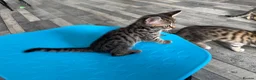 Bengal cats for sale: Bengal-cross kittens  - Advert 11