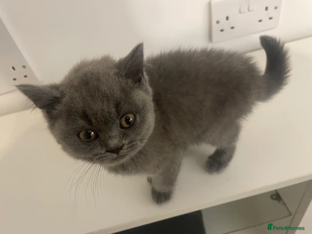 British Shorthair cats for sale: British short hair Pedigree registered  - Advert 10