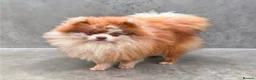 Pomeranian dogs for stud: Lilac merle pomerainian for stud - Advert 3