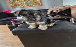 Yorkshire Terrier dogs for sale: Yorkshire terriers puppy's  - Image 7
