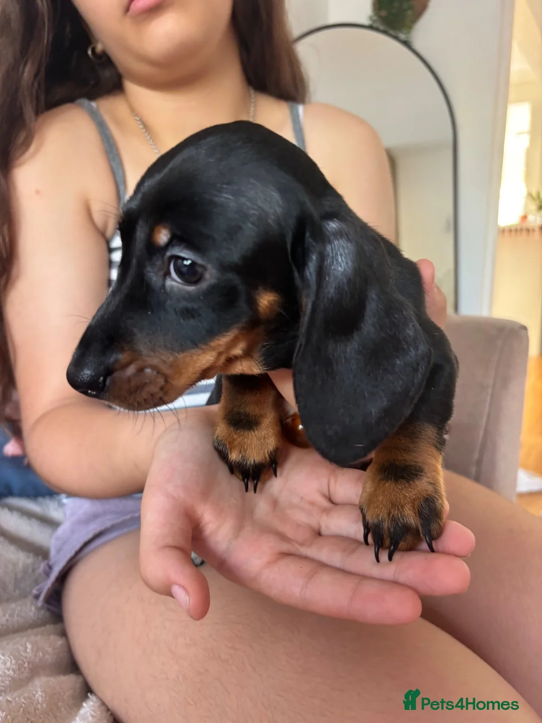 Miniature Dachshund dogs for sale: Miniature kc registered pups ready 7th oct - Advert 2