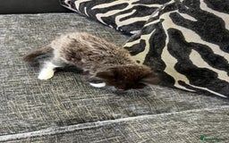 Mixed Breed cats for sale: 1x Boy and 1x Girl Kitten For Sale - Image 9