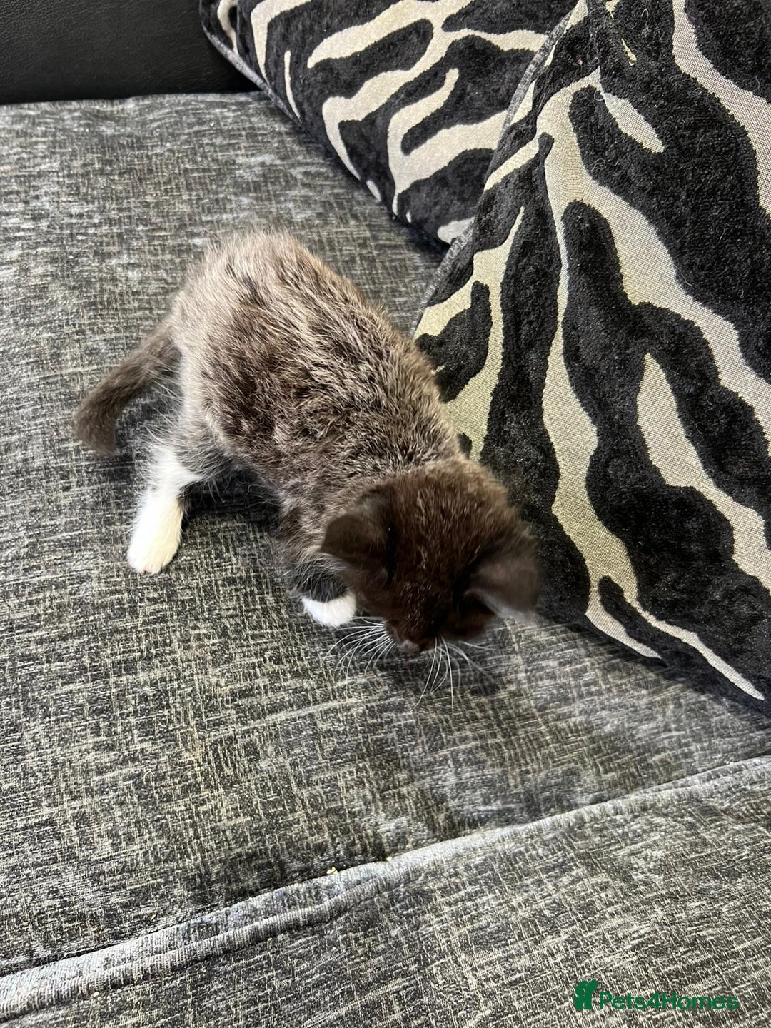 Mixed Breed cats for sale: 1x Boy and 1x Girl Kitten For Sale - Image 9