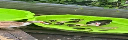 Ducks poultry for sale: Muscovy ducklings  in Barnsley - Advert 2
