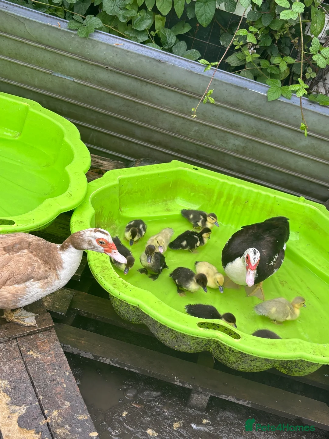 Ducks poultry for sale: Muscovy ducklings  in Barnsley - Advert 2