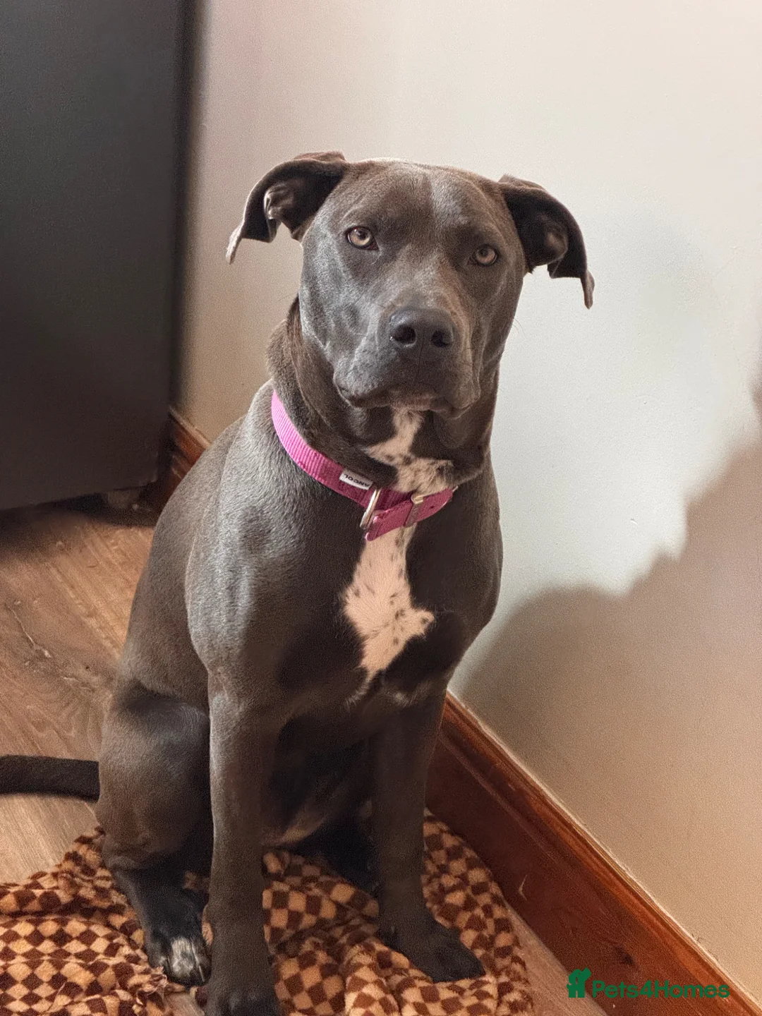 Mixed Breed dogs for sale: Storm 8months old  - Advert 2