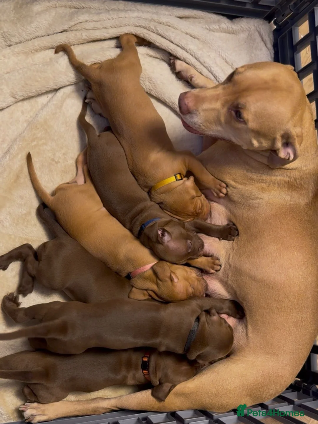 Mixed Breed dogs for sale: Beautiful Staffy/Viszla Puppies for Loving Homes - Advert 2