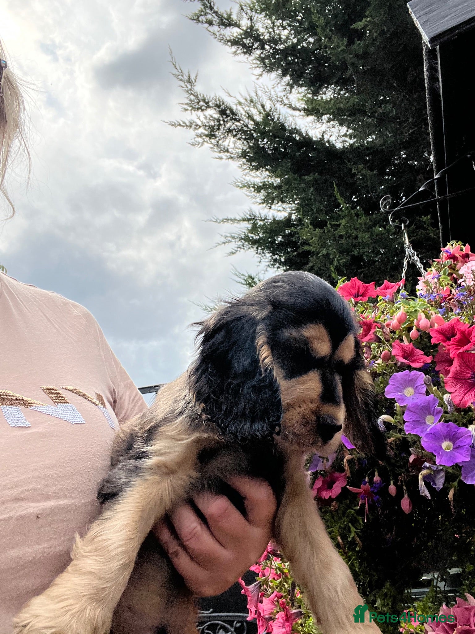 Cocker Spaniel dogs Last few remaining Ready Now!  Kc reg show cockers - Advert 2