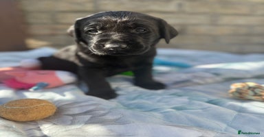 Labrador Retriever dogs - Advert 8