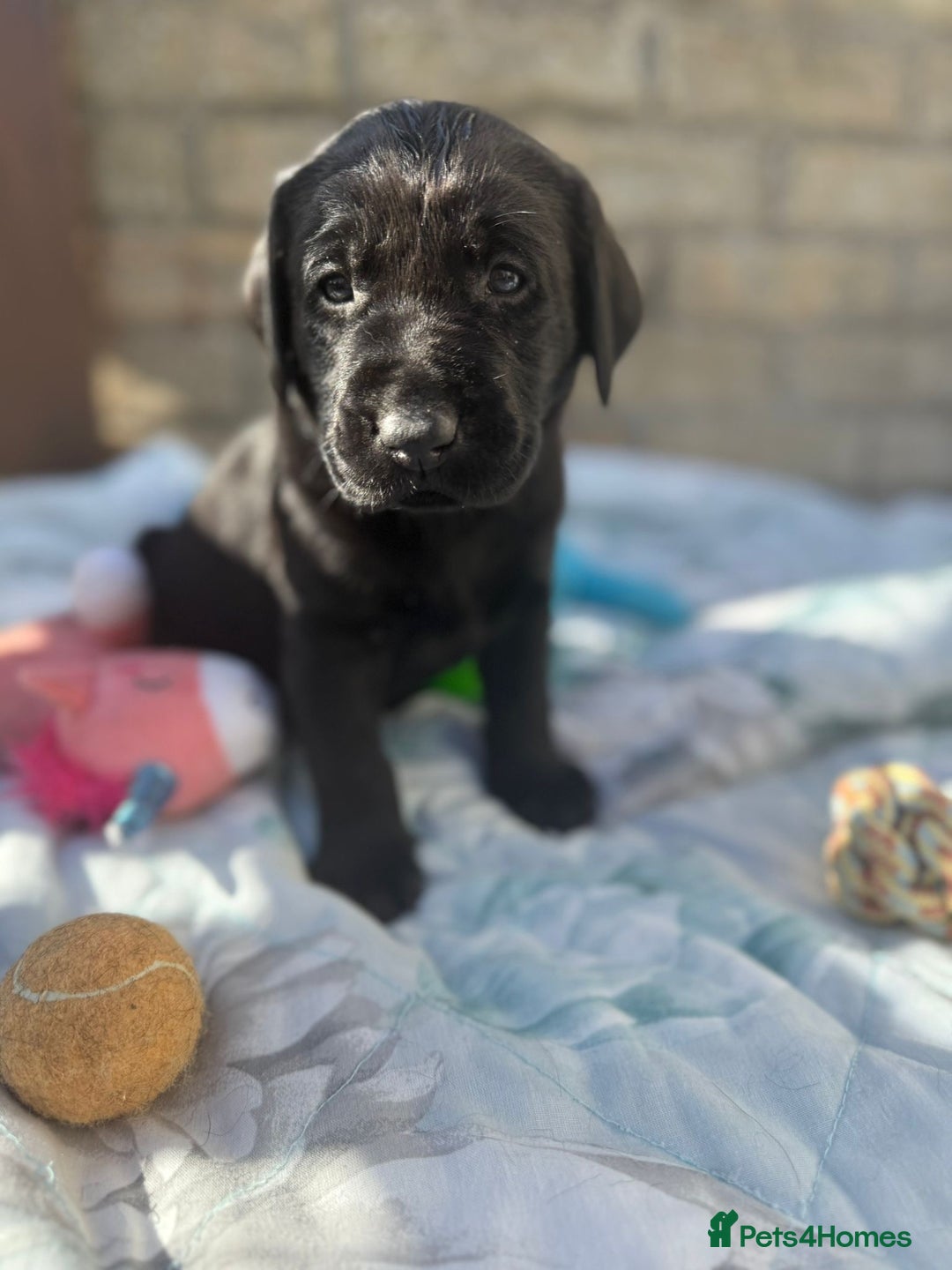 Labrador Retriever dogs for sale: Stunning black Labrador puppies  - Image 2