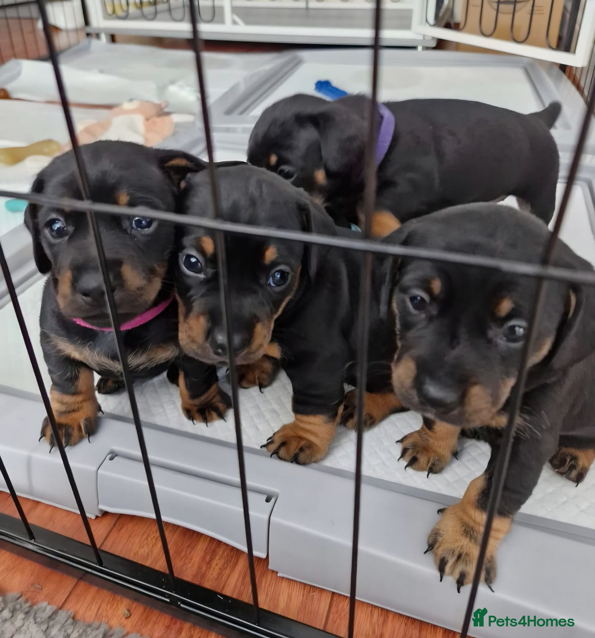 Dachshund dogs 5 Dachsund Puppies (2 boys & 3 girls) - Advert 2