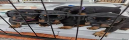 Dachshund dogs for sale: 5 Dachsund Puppies (2 boys & 3 girls) - Advert 1
