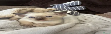 Siamese 1