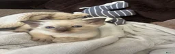 Siamese cats for sale: Beautiful Siamese kitten - Advert 2