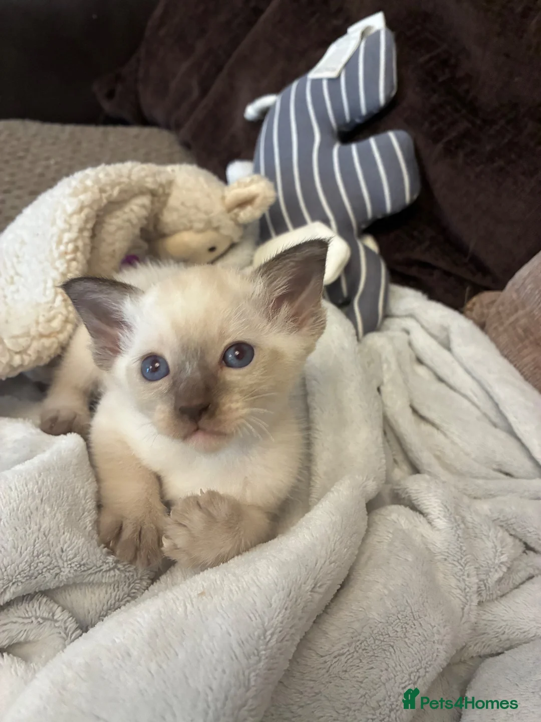 Siamese cats for sale: Beautiful Siamese kitten - Advert 2