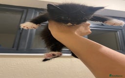 Mixed Breed cats for sale: Adorable kittens for sale - Image 11