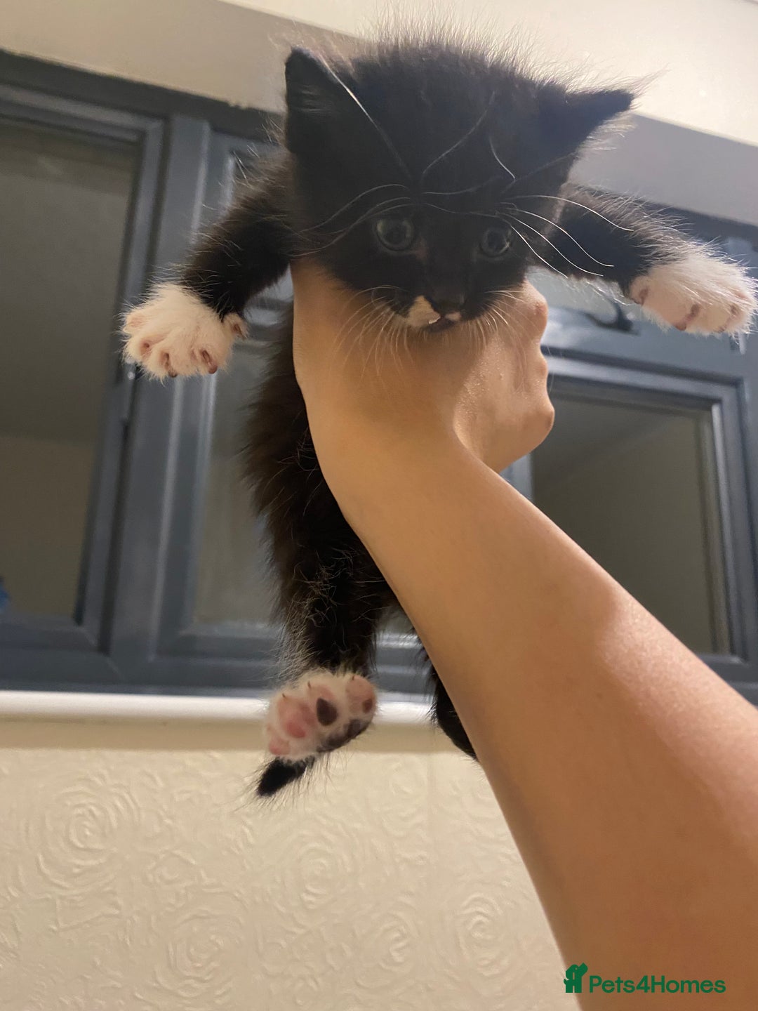 Mixed Breed cats for sale: Adorable kittens for sale - Image 11