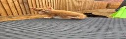 Mixed Breed cats for sale: Kittens Looking for Loving Families - Advert 13