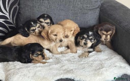 Cocker Spaniel dogs for sale: Kc registered cocker spaniels poops for sale - Image 1