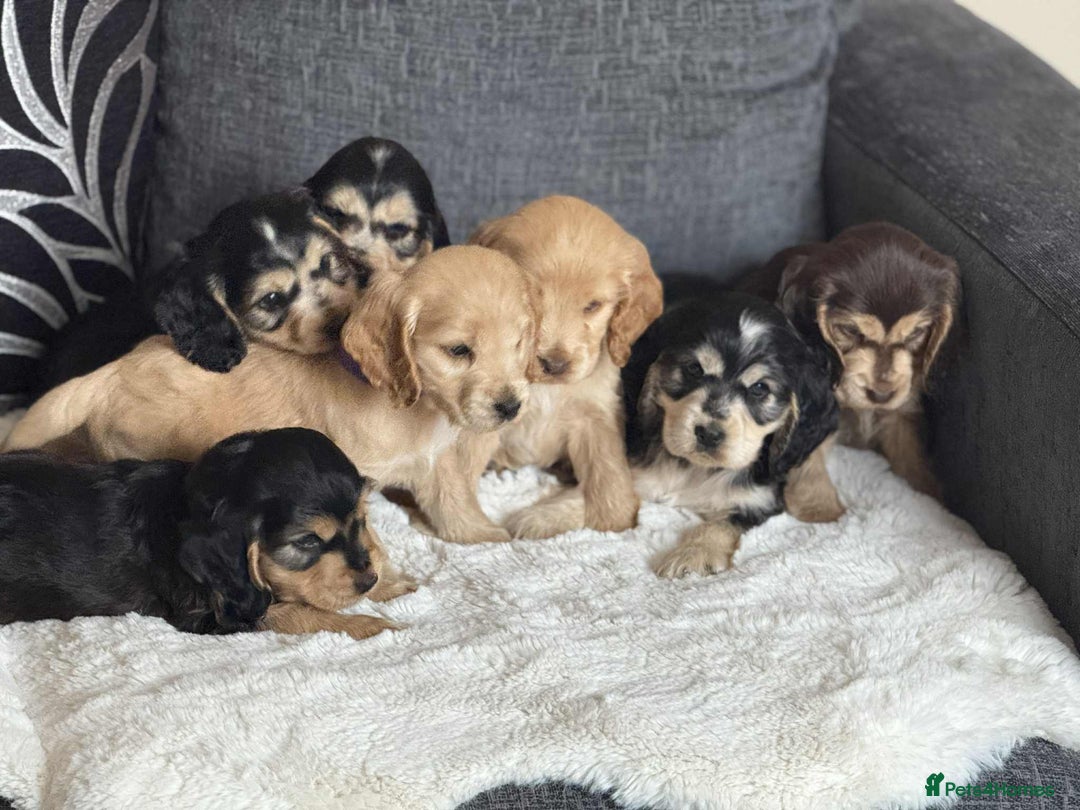Cocker Spaniel dogs for sale: Kc registered cocker spaniels poops for sale - Image 1