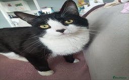 British Shorthair cats for sale: 2 year old male cat - Image 1