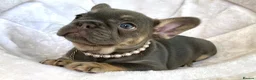 French Bulldog dogs for sale: 2 LEFT!! TOP QUALITY FRENCH BULLDOG PUPPIES - Advert 12