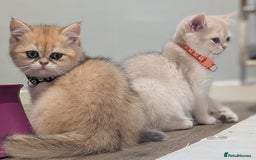 British Shorthair cats for sale: One lovely girl and three handsome boys  - Image 13