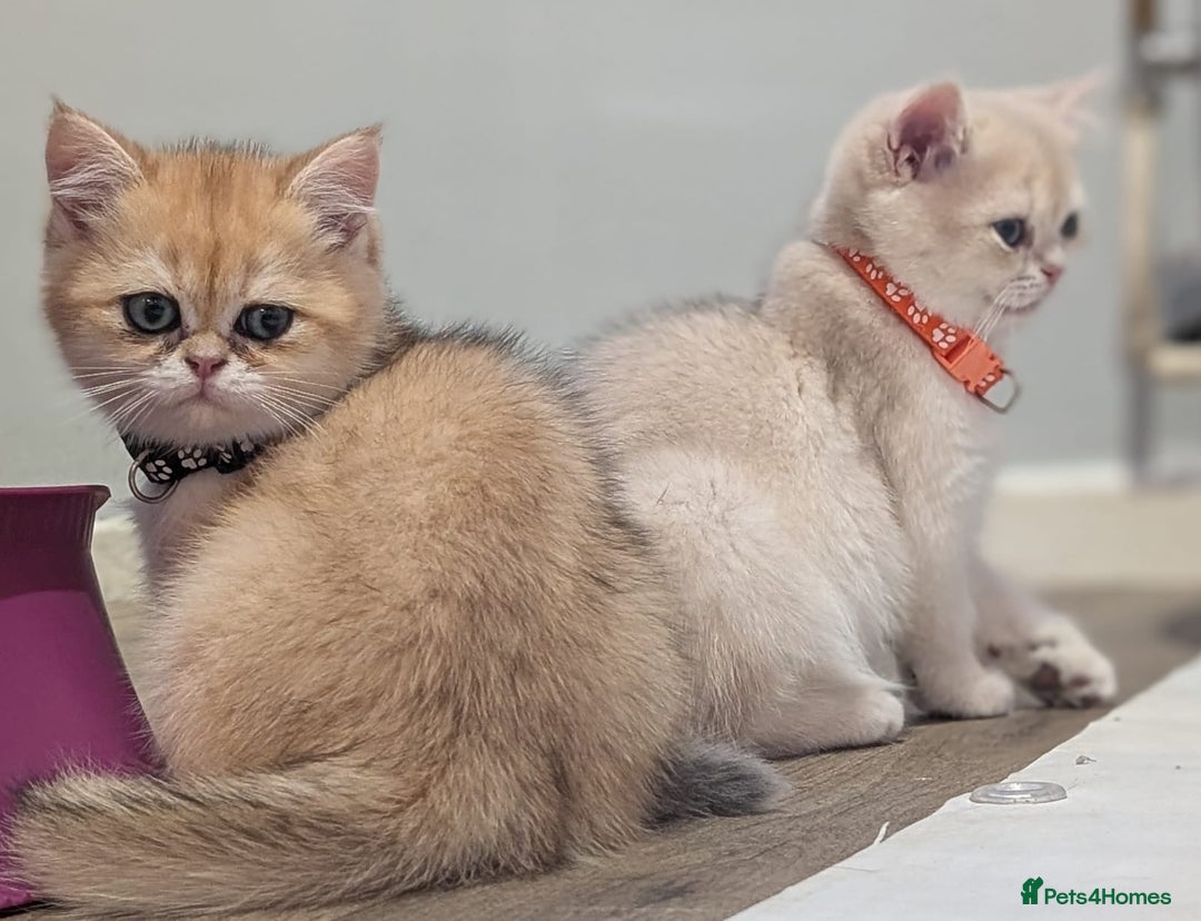 British Shorthair cats for sale: One lovely girl and three handsome boys  - Image 13
