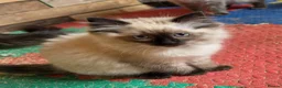 Ragdoll cats for sale: 1 Ragdoll boy left  - Advert 3