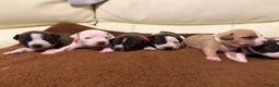 Staffordshire Bull Terrier dogs for sale: Beautiful staffy puppies in Billingshurst - Advert 3