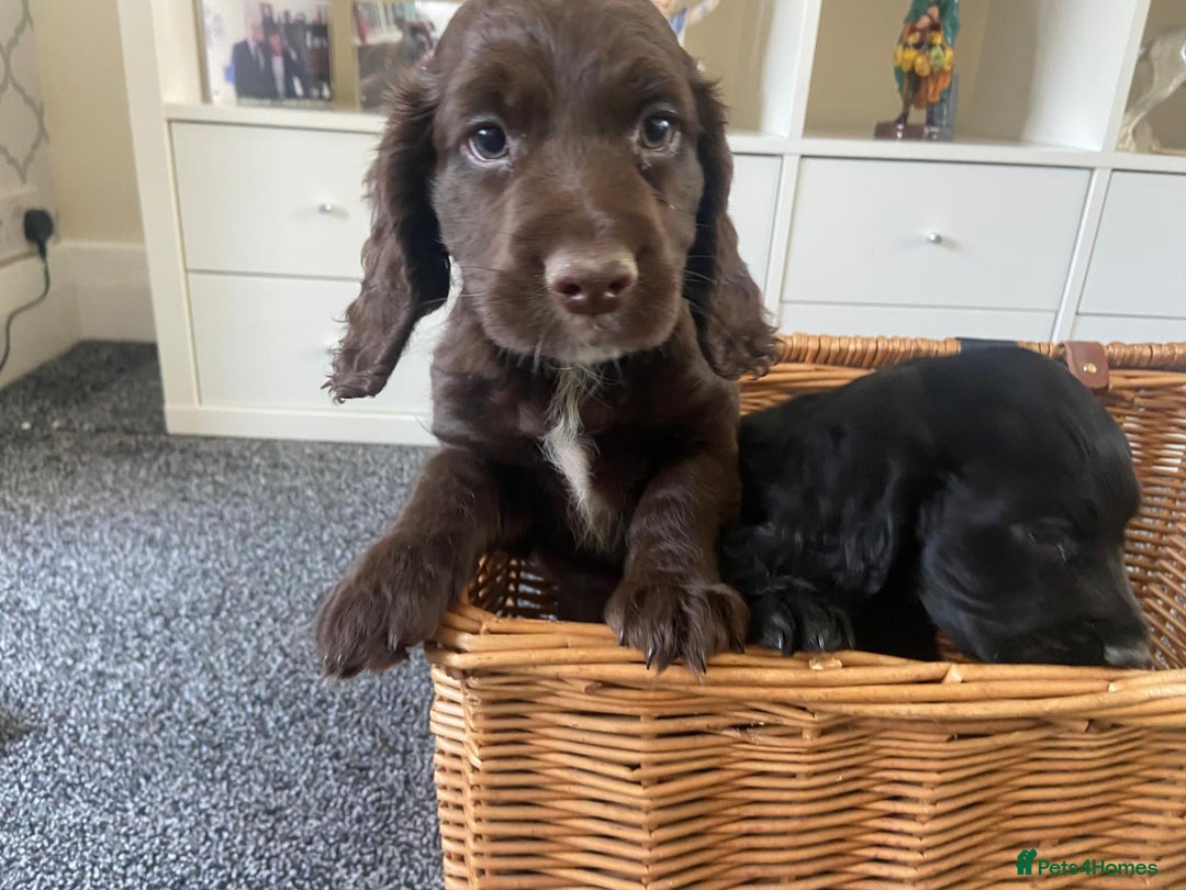 Cocker Spaniel dogs for sale: Cocker spaniel puppies - Image 6