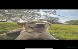 Labrador Retriever dogs for stud: Male yellow lab for stud  - Image 2