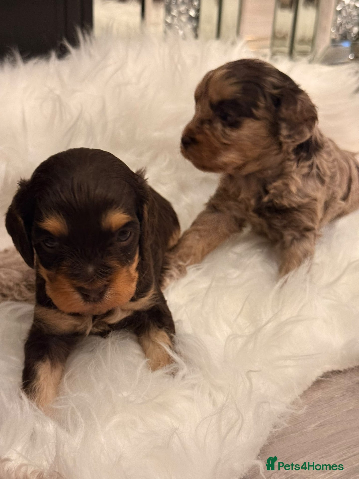 Cavapoo dogs ⭐️ Rare Choc & Tan Merle F1 Cavapoo puppies ⭐️ - Advert 2
