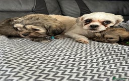 Shih Tzu dogs for sale: Shih Tzu puppies  - Image 18