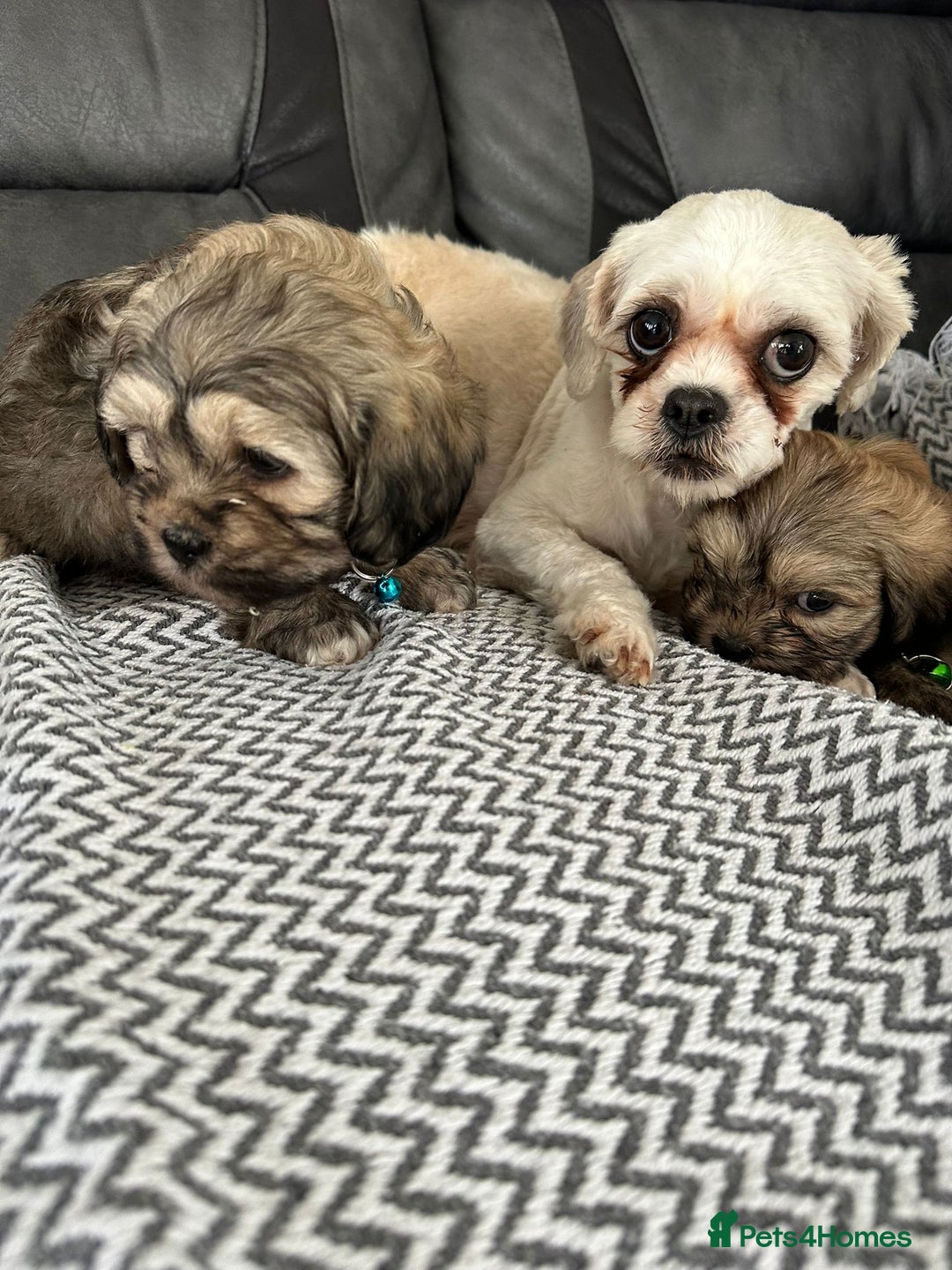 Shih Tzu dogs for sale: Shih Tzu puppies  - Image 18