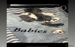 French Bulldog dogs for sale: French bulldogs  - Image 7